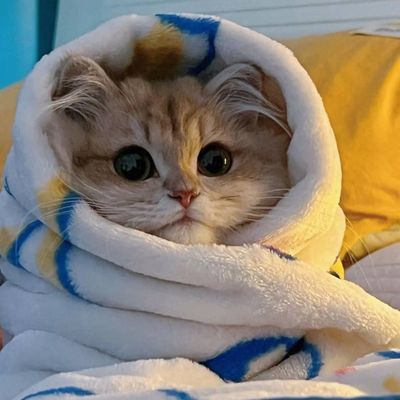 Cute Pets