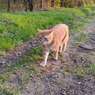 Home Pet Products