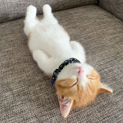 home pet accessories