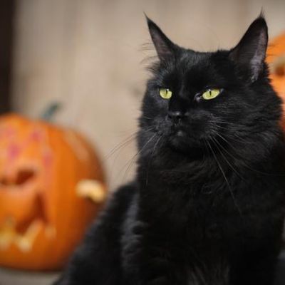 home pet care