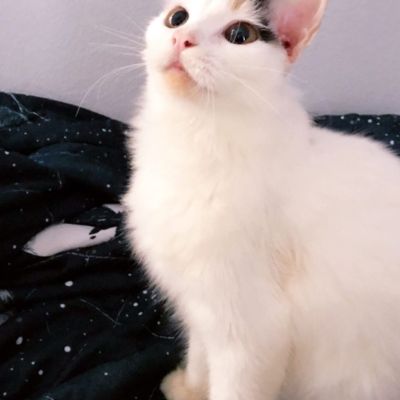 Birman cat
