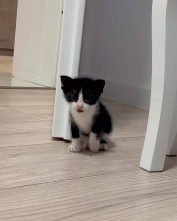 black and white cat indoor cat play cat hiding under furniture