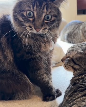 cat health supplements cat grooming supplies cat food for tabby cats
