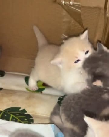 kitten grooming kit kitten for sale fluffy kittens