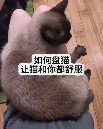 cat sitting on lap cat relaxation techniques cat grooming tips