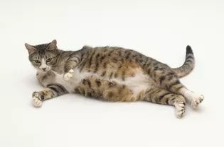animal adoption
